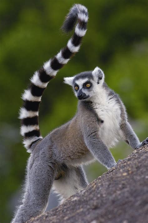 In The Madagascar Franchise King Julien Xiii Is A Ring Tailed Lemur