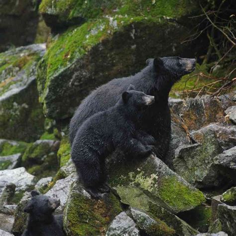 Patrick Lavin Defenders Of Wildlife