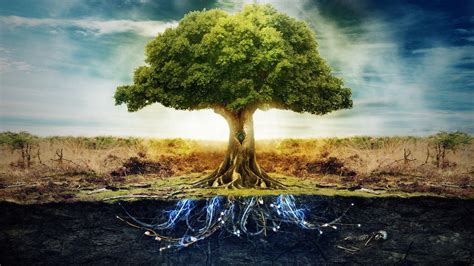 Tree Of Life Wallpapers Top Free Tree Of Life