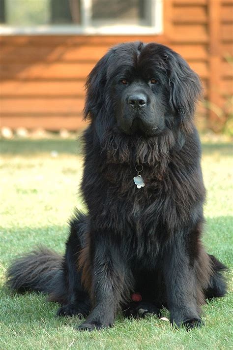 Newfoundland Dog Simple English Wikipedia The Free Encyclopedia