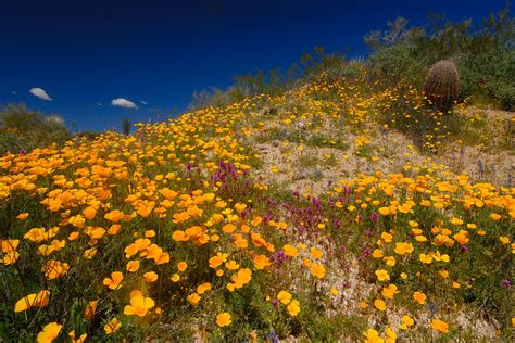 Desert In Bloom Photographs