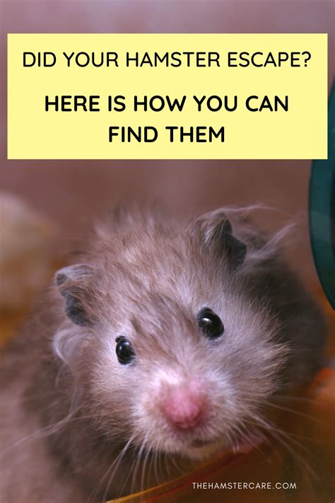Pin On Hamster Caring