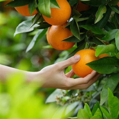 Rapide comme l'éclair et illimitée. Dwarf Valencia Orange Tree For Sale Online | citrus.com