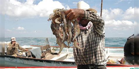 Inicia Temporada De Veda Para La Pesca Del Camarón En El Golfo De