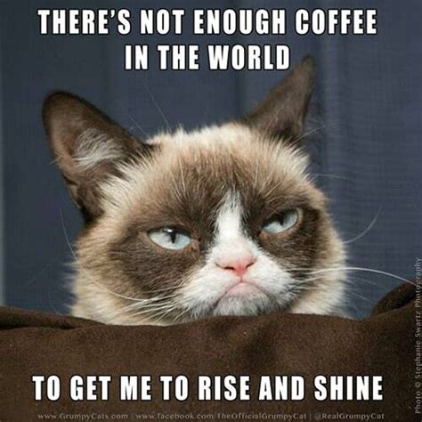 Rise And Shine Ha Funny Grumpy Cat Memes Funny Animal Jokes