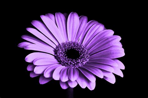 Цветы Фиолетового Цвета Картинки Telegraph