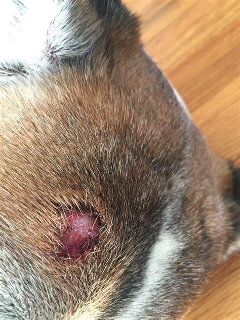 My Dog Has A Dime Size Open Wound On His Head And The Hair Is Falling