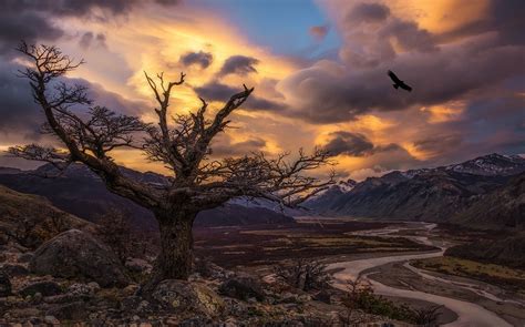 Nature Landscape Trees Condors Birds Sunset River Valley