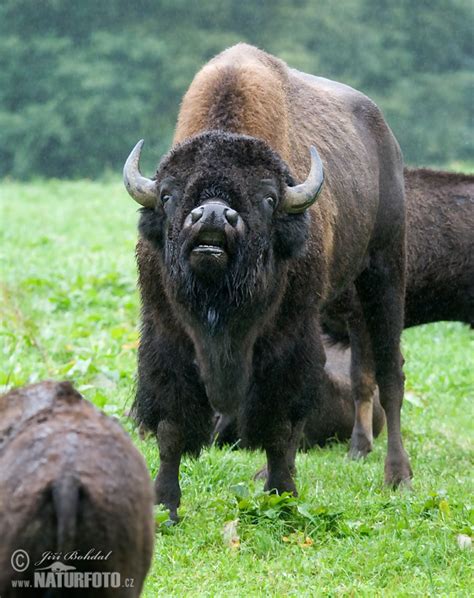 Bison Bison Pictures American Bison Images Nature Wildlife Photos