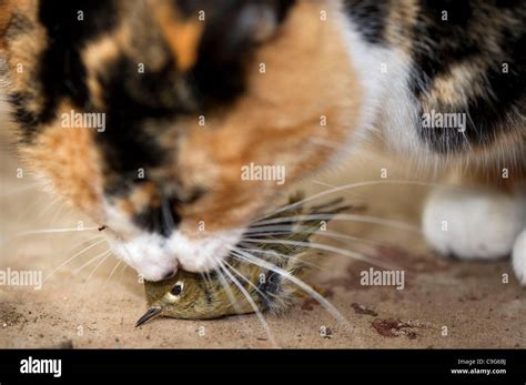 Cat Kills Bird High Resolution Stock Photography And Images Alamy