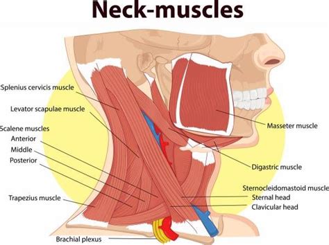 Are Your Weak Neck Muscles Making Your Hamstrings Tight Neck Muscle