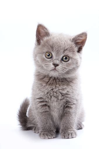 Gray British Cat Kitten Stock Photo Download Image Now Istock
