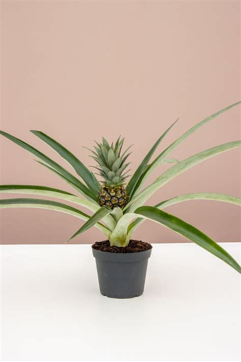 How To Grow And Care For Your Pineapple Plant Pineapple Planting