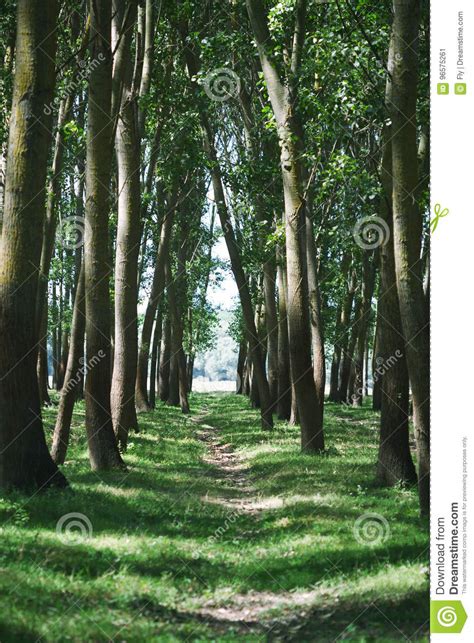 Row Of Tall Trees Stock Image Image Of Landscape Straight 96575261
