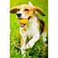 Hay Fever In Pets – Healthy Pet Mobile Vet