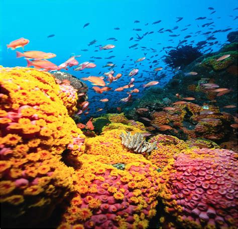 the clothesline report state of emergency for world s coral reefs