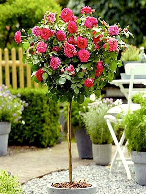 Pink Double Knockout Rose Trees For Sale Online The Tree