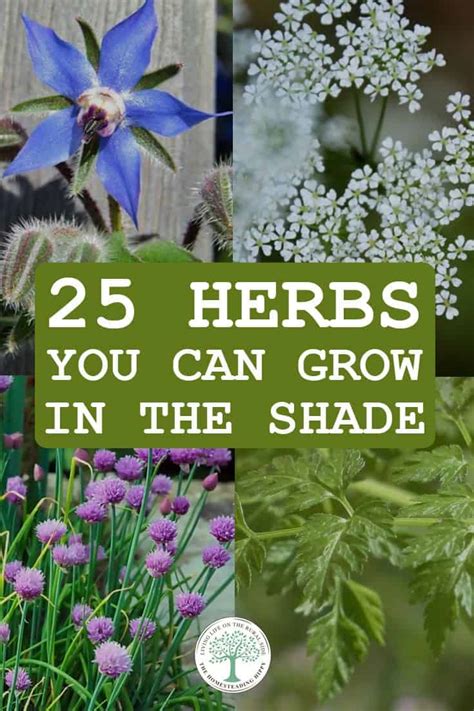 Herbs You Can Grow In The Shade The Homesteading Hippy