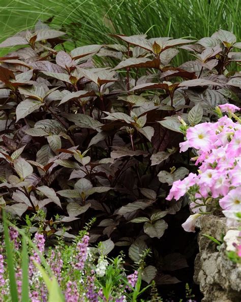 16 Perennial Companion Plants For Roses Hgtv