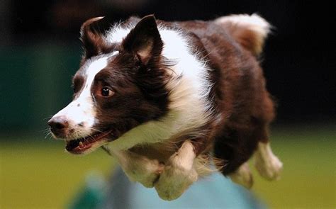 12 Border Collies Totally Defying The Laws Of Physics