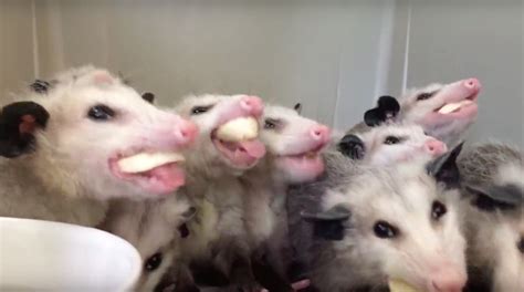 This Just In Baby Opossums Love Bananas Video Backyard Wildlife