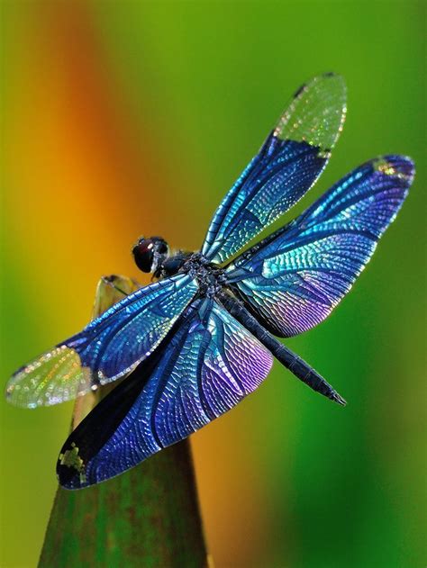 Colorful Dragonfly Dragonfly Photos Dragonfly Images Dragonfly Insect