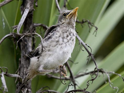 Western Mockingbird Fledgling Stock Photo Image Of Leucopterus Baby