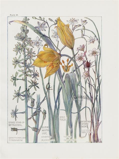 Wild Tulip Spider Wort Lily From Botanical Prints By H Isabel Adams
