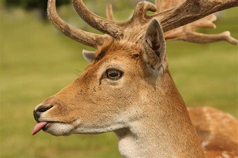 Deer New Funniest Photographs Pets Cute And Docile