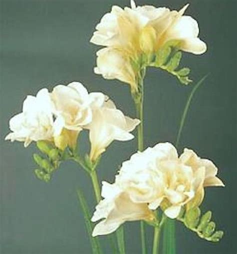 Fantastic Freesia Flowers 4 Gorgeous Varieties To Plant