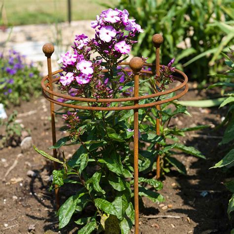 There are 106 metal plant support for sale on etsy, and they cost $37.03 on average. Short Circular Plant Support Rust - Harrod Horticultural