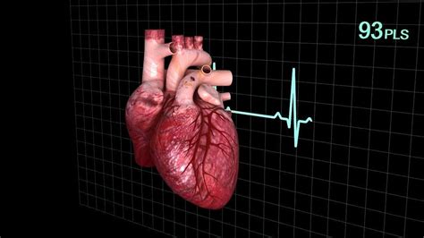Human Heart Animated 3d Model Animated Cgtrader
