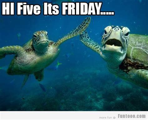 Hi Five Its Friday D Turtle Sea Turtle World Turtle Day