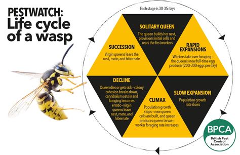 Pest Advice For Controlling Wasps