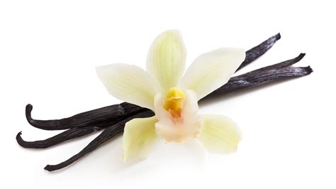 University Of Florida Scientists Unlock Vanilla Bean Genome