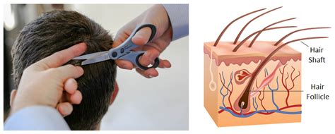 This will be detect approximately the 2 previous months. How To Pass A Hair Follicle Drug Test - Health Transformation