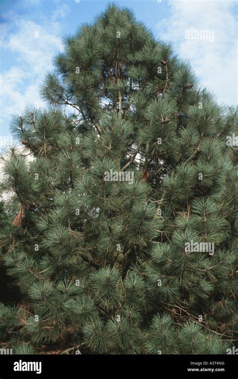 Jeffrey Pine Pinus Jeffreyi Tree Top Stock Photo Alamy