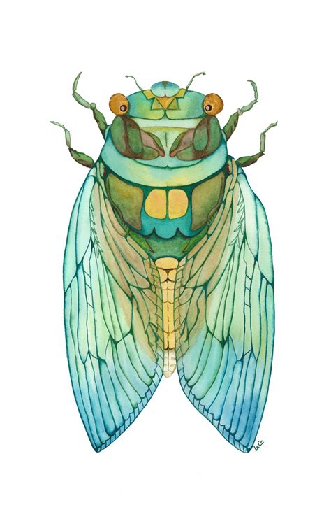 Cicada Watercolor Painting Etsy