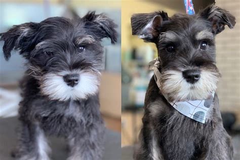 37 Cute Schnauzer Haircut Ideas All The Different Types And Styles