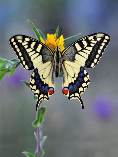 The Old World Swallowtail Papilio Machaon Is A Butterfly Of The