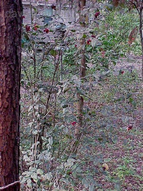 Plantfiles Pictures Euonymus Species American Strawberry Bush Brook Euonymus Bursting Heart