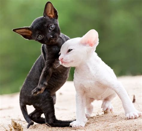 Cats Kittens Two Black White Cornish Rex Animals Wallpapers