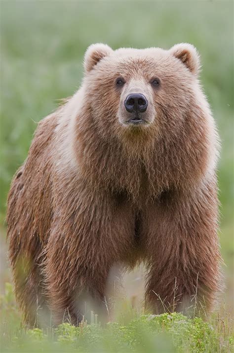 Bear Wikipedia
