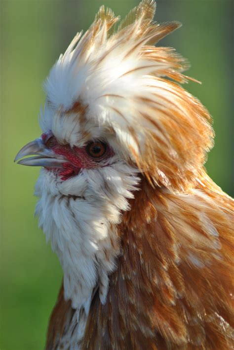 Pepper Bearded Buff Laced Polish Rooster Who Lives At Coll Flickr