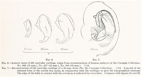 Book Contributions To Embryology Carnegie Institution No69 Embryology
