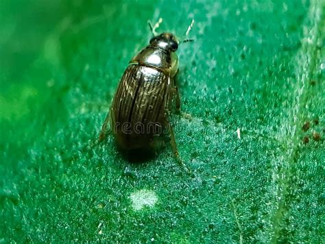 A Black Insect Sitting On A Green Leaf And Reflecting Sunlight Stock