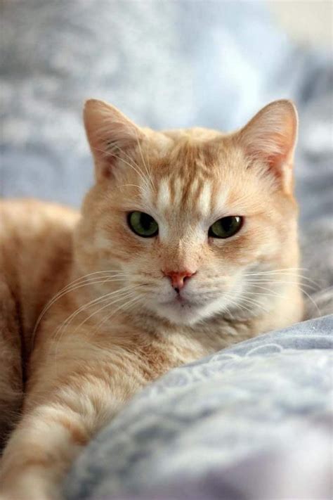 pin by becky on orange cats with images pretty cats orange tabby cats kittens