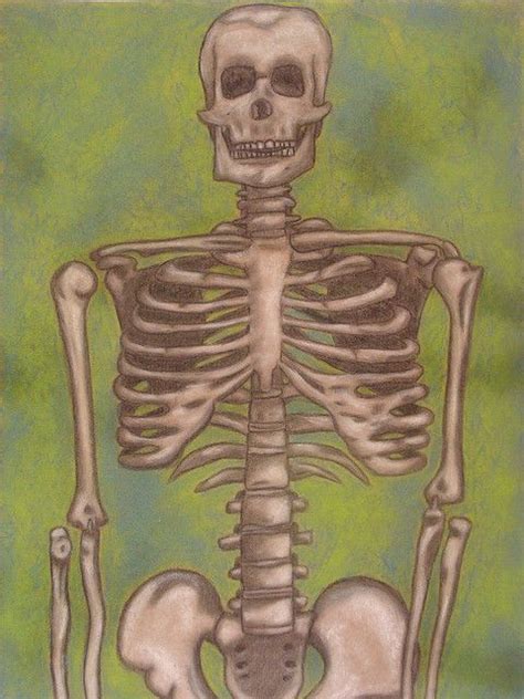 Skeleton Drawings Observation Drawingspaintings Skeleton Drawings
