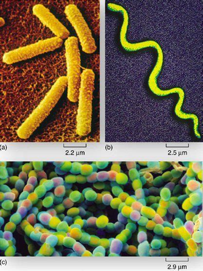 3 Types Of Bacteria Under Microscope Micropedia
