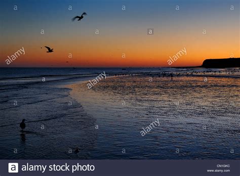 Sea Cliffs Seagulls High Resolution Stock Photography And Images Alamy